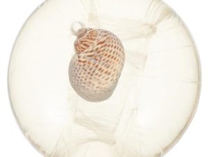 WOONEKY 1 Pc Jabón De Aceite Esencial De Gelatina Jabón Doméstico Transparente Barras De Jabón Hechas a Mano Jabón De Aceite Fragante Jabón De Limpieza Corporal Loción Corporal Glicerina