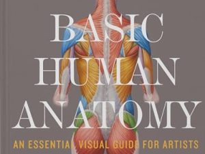 Basic Human Anatomy: An Essential Visual Guide for Artists
