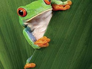 La Guía del DMSO: El conocimiento oculto de la naturaleza para la sanaciónenes: El conocimiento oculto de la naturaleza para la sanacíones